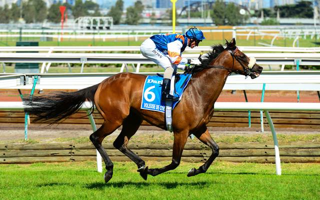 Racehorse at Flemington
